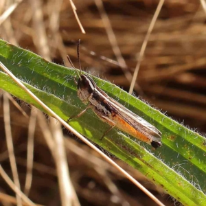 Macrotona australis at O'Connor, ACT - 13 Jan 2023