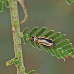 Monolepta froggatti (Leaf beetle) at O'Connor, ACT - 15 Jan 2023 by ConBoekel