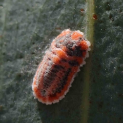 Monophlebulus sp. (genus) (Giant Snowball Mealybug) at O'Connor, ACT - 15 Jan 2023 by ConBoekel