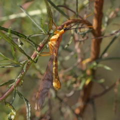 Nymphes myrmeleonoides (Blue eyes lacewing) at O'Connor, ACT - 12 Jan 2023 by ConBoekel