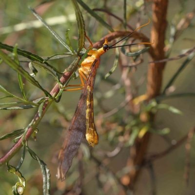 Nymphes myrmeleonoides (Blue eyes lacewing) at O'Connor, ACT - 12 Jan 2023 by ConBoekel