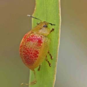 Paropsisterna fastidiosa at O'Connor, ACT - 15 Jan 2023