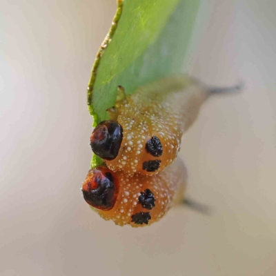 Lophyrotoma interrupta (Cattle Poisoning Sawfly) at O'Connor, ACT - 15 Jan 2023 by ConBoekel