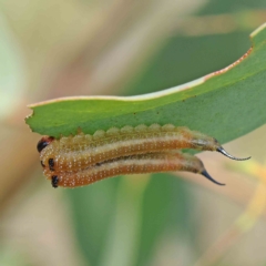 Lophyrotoma interrupta at O'Connor, ACT - 15 Jan 2023