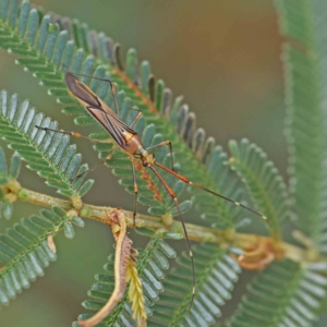 Rayieria acaciae at O'Connor, ACT - 15 Jan 2023