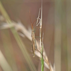 Mutusca brevicornis at O'Connor, ACT - 13 Jan 2023 08:36 AM