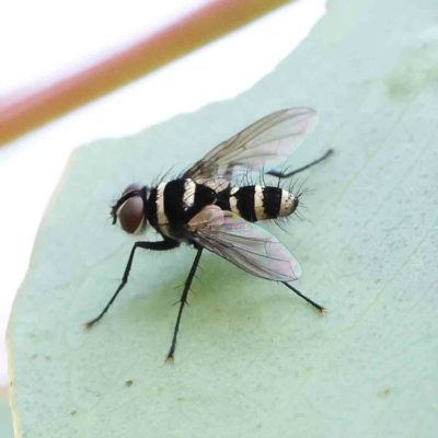 Trigonospila sp. (genus) (A Bristle Fly) at O'Connor, ACT - 15 Jan 2023 by ConBoekel