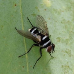 Trigonospila sp. (genus) at O'Connor, ACT - 15 Jan 2023