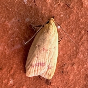 Heteroteucha occidua at Aranda, ACT - 10 Feb 2023