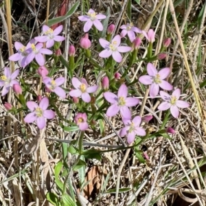 Centaurium sp. at Rendezvous Creek, ACT - 11 Feb 2023 11:02 AM