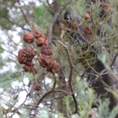 Uromycladium (genus) (A gall forming rust fungus) at Lyons, ACT - 10 Apr 2022 by CanberraFungiGroup