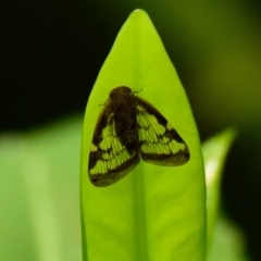 Scolypopa australis (Passionvine hopper, Fluffy bum) at Acton, ACT - 14 Feb 2023 by Thurstan