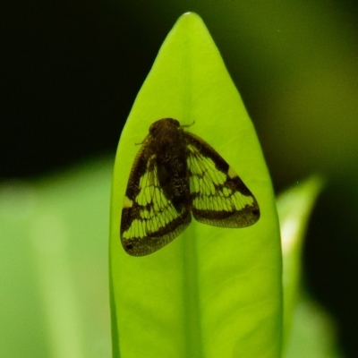 Scolypopa australis (Passionvine hopper, Fluffy bum) at Acton, ACT - 14 Feb 2023 by Thurstan