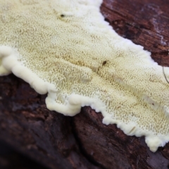 zz Polypore (shelf/hoof-like) at Lyons, ACT - 10 Apr 2022 by CanberraFungiGroup