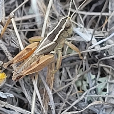 Phaulacridium vittatum (Wingless Grasshopper) at Lyneham, ACT - 15 Feb 2023 by trevorpreston