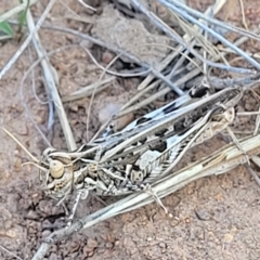 Austroicetes pusilla (Grasshopper, Locust) at Lyneham, ACT - 15 Feb 2023 by trevorpreston