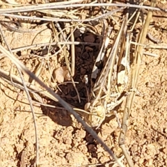 Austroicetes pusilla at Lyneham, ACT - 15 Feb 2023