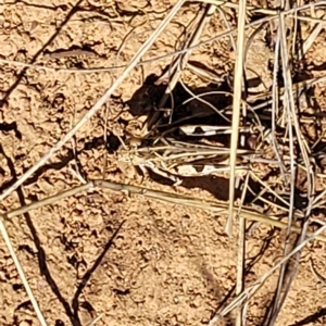 Austroicetes pusilla at Lyneham, ACT - 15 Feb 2023