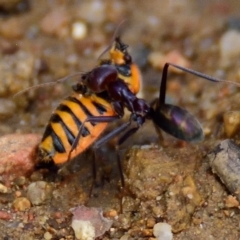 Agonoscelis rutila (Horehound bug) - 31 Jan 2023 by Thurstan