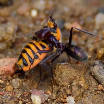 Agonoscelis rutila (Horehound bug) at Undefined Area - 30 Jan 2023 by Thurstan
