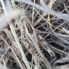 Brachyexarna lobipennis (Stripewinged meadow grasshopper) at Lyneham, ACT - 15 Feb 2023 by trevorpreston