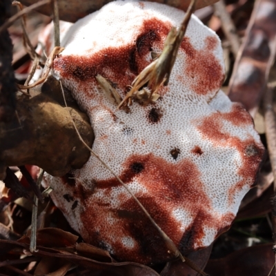 Sanguinoderma rude (Red-staining Stalked Polypore) at Weston, ACT - 10 Apr 2022 by CanberraFungiGroup