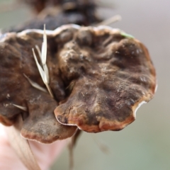 Sanguinoderma rude at Weston, ACT - 10 Apr 2022