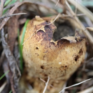 Scleroderma sp. at Curtin, ACT - 10 Apr 2022