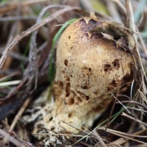 Scleroderma sp. at Curtin, ACT - 10 Apr 2022