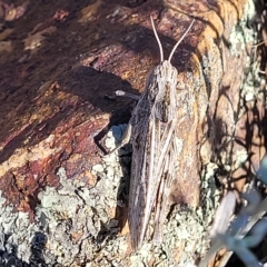 Peakesia hospita at Lyneham, ACT - 15 Feb 2023 04:18 PM
