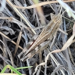 Peakesia hospita (Common Peakesia Grasshopper) at Lyneham, ACT - 15 Feb 2023 by trevorpreston