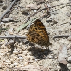 Geitoneura acantha (Ringed Xenica) at Paddys River, ACT - 5 Feb 2023 by JudithRoach