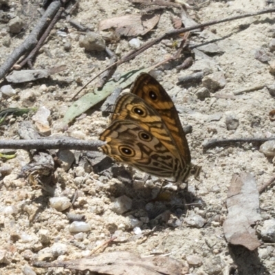 Geitoneura acantha (Ringed Xenica) at Paddys River, ACT - 5 Feb 2023 by JudithRoach