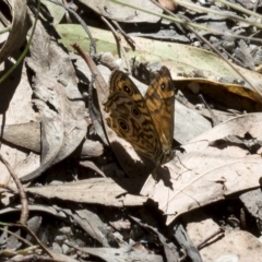 Geitoneura acantha at Paddys River, ACT - 5 Feb 2023 11:00 AM