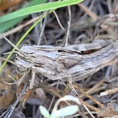 Peakesia hospita (Common Peakesia Grasshopper) at Lyneham, ACT - 15 Feb 2023 by trevorpreston