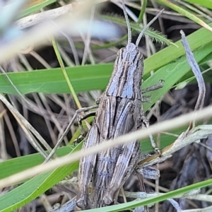 Peakesia hospita at Lyneham, ACT - 15 Feb 2023 04:11 PM