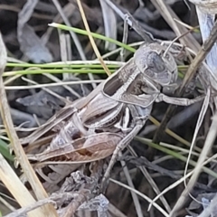 Brachyexarna lobipennis (Stripewinged meadow grasshopper) at Lyneham, ACT - 15 Feb 2023 by trevorpreston