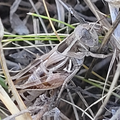 Brachyexarna lobipennis (Stripewinged meadow grasshopper) at Lyneham, ACT - 15 Feb 2023 by trevorpreston