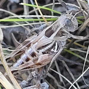 Brachyexarna lobipennis at Lyneham, ACT - 15 Feb 2023 04:07 PM