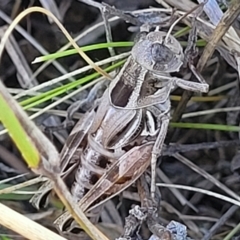 Brachyexarna lobipennis at Lyneham, ACT - 15 Feb 2023 04:07 PM