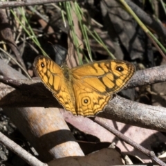 Geitoneura acantha (Ringed Xenica) at Paddys River, ACT - 5 Feb 2023 by JudithRoach