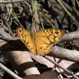 Geitoneura acantha at Paddys River, ACT - 5 Feb 2023