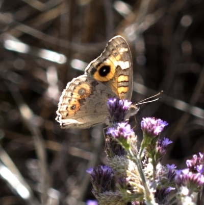 Junonia villida (Meadow Argus) at Cotter Reservoir - 14 Feb 2023 by JudithRoach