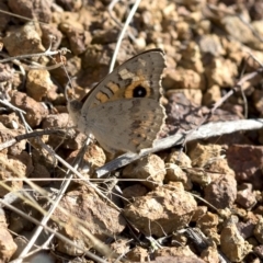 Junonia villida at Paddys River, ACT - 15 Feb 2023