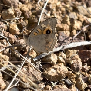 Junonia villida at Paddys River, ACT - 15 Feb 2023 09:41 AM