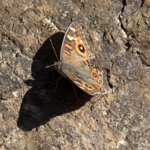 Junonia villida at Paddys River, ACT - 15 Feb 2023 09:41 AM