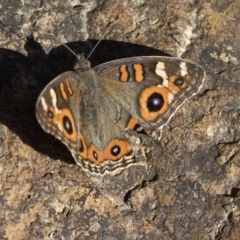 Junonia villida at Paddys River, ACT - 15 Feb 2023 09:41 AM