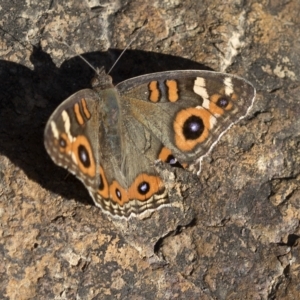 Junonia villida at Paddys River, ACT - 15 Feb 2023 09:41 AM