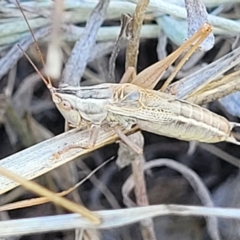 Conocephalus upoluensis (Meadow Katydid) at Lyneham, ACT - 15 Feb 2023 by trevorpreston