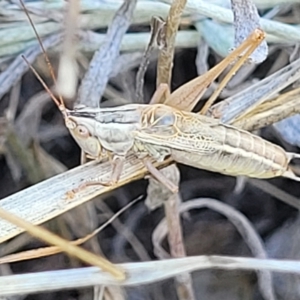 Conocephalus upoluensis at Lyneham, ACT - 15 Feb 2023 04:05 PM